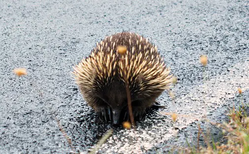 Echidna spotted on one of the many Wilsons Prom walks.