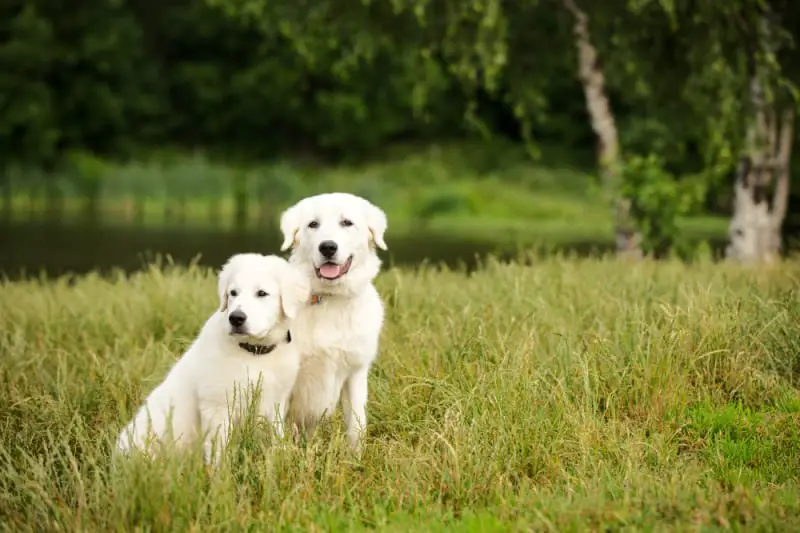 Two Maremma dogs sitting upright in the long grass. These dogs protect the penguins from foxes on Middle Island in Warrnambool. Meeting them on a tour is one of the popular things to do in Warrnambool Victoria.
