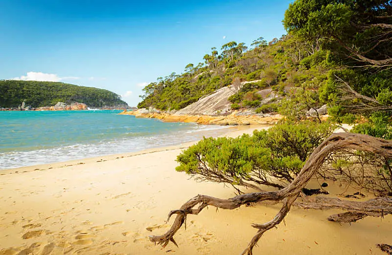Beach with trees at Refuge Cove Wilsons Prom Victoria.