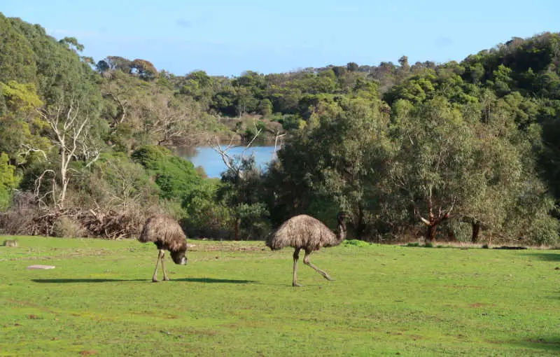 Emus at Tower Hill Wildlife Reserve with the crater lake in the background. One of the best things to do around Warrnambool.