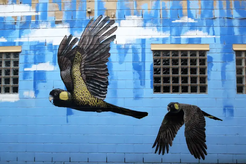 Warrnambool street art mural In Spirit featuring flying yellow bellied black cockatoos on a bright blue background. 