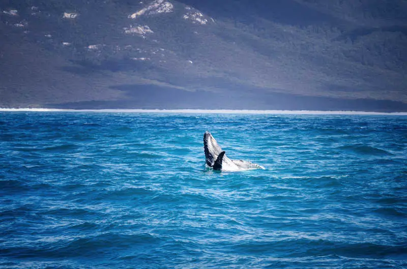 Whale at Wilsons Prom Marine National Park