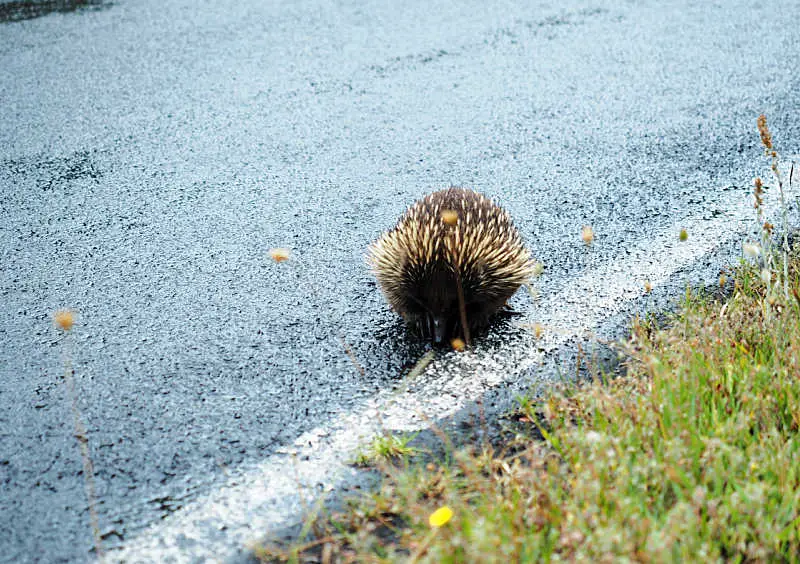 Echidna sitting on the road at Wilsons Prom Victoria.