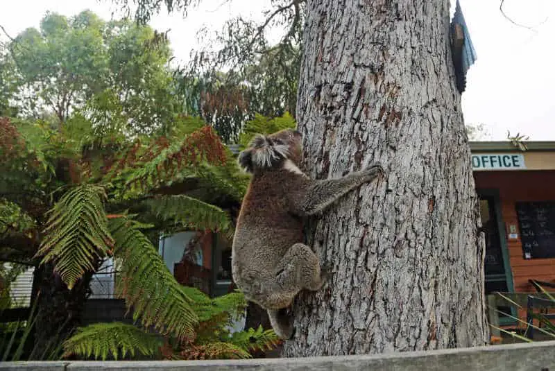 A koala climbing a tree at Kennett River a tiny town along the Great Ocean Road in Victoria.