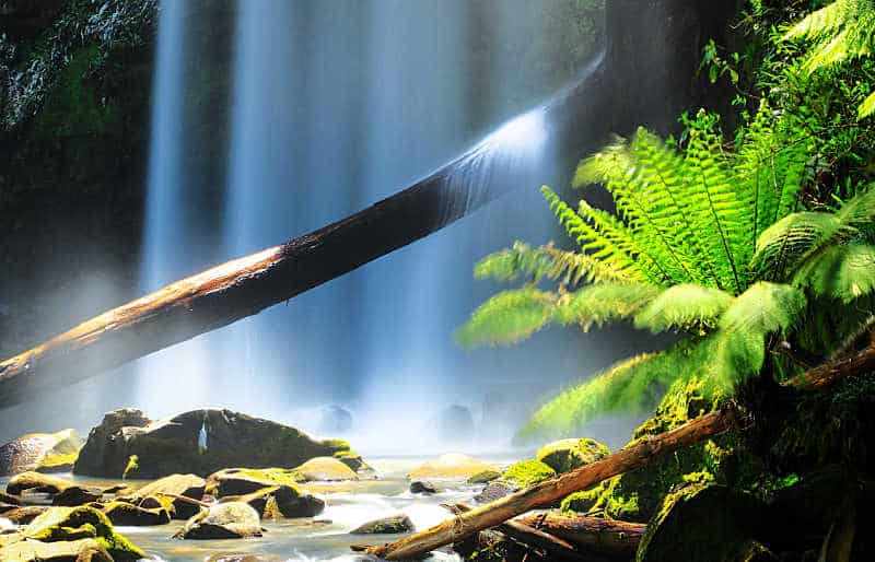One of the sparkling otways waterfalls with a tree branch and lush green fern in the foreground.