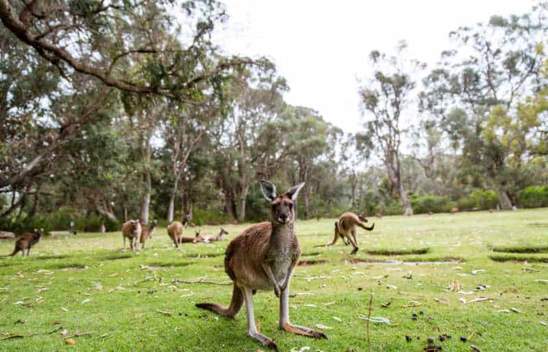 A mob of kangaroos in Anglesea Great Ocean Road Victoria. 