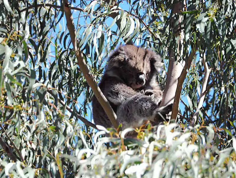 Koala sleeping in a tree along the Great Ocean Road. You can often see koalas when camping the Great Ocean Road.