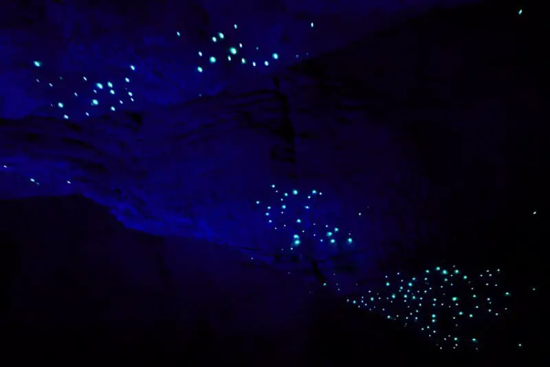 Glow worms shining in a cave