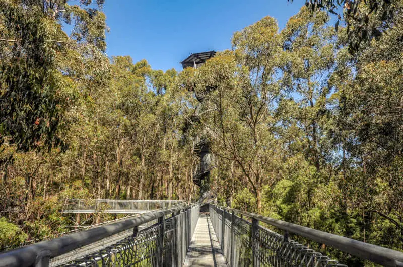 Elevated walkway amongst the tree canopy at Otway Fly Treetop Walk