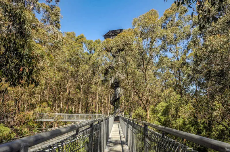 The Otway Treetop Adventures Walk in the Great Otway National Park Victoria Australia.