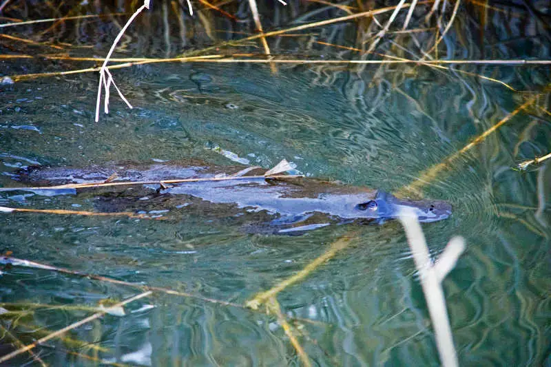 A platypus swimming amongst reeds. 