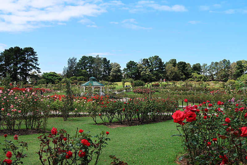 Red roses in full bloom surrounding a rotunda at the Werribee Mansion Rose Garden.
