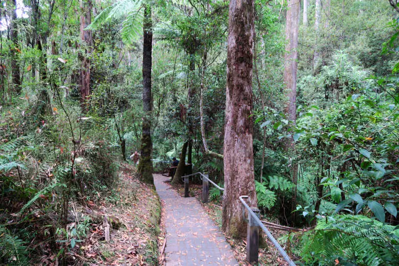 Walking trail throught The Otways forest in Victoria