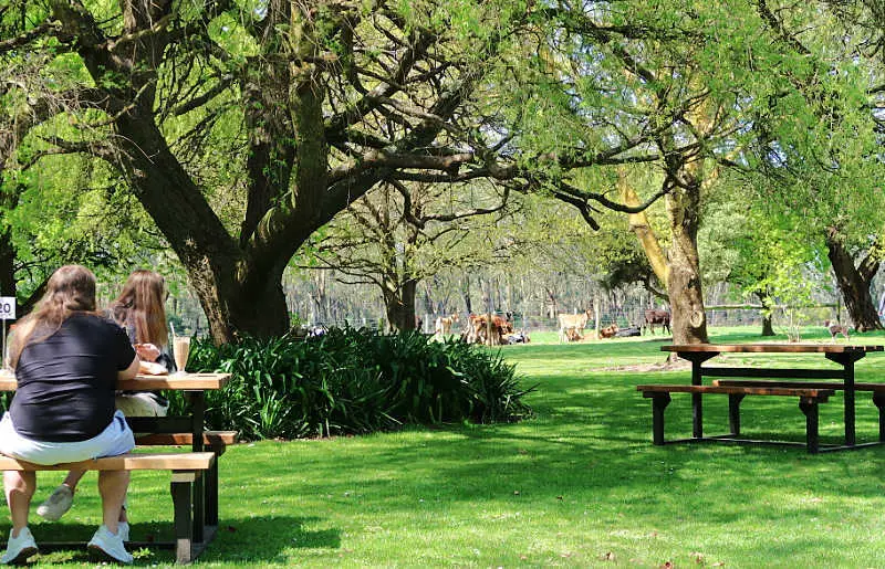 People enjoying a meal under the trees at Schulz Organic Dairy with cows in behind them in a paddock. A visit here is one of the great things to do in Port Campbell.