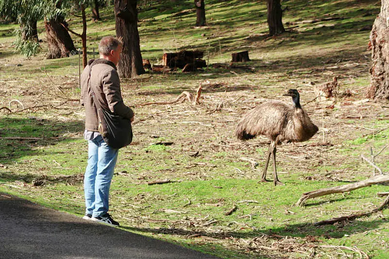 Man standing close to an emu at Tower Hill near Port Fairy in Victoria Australia.