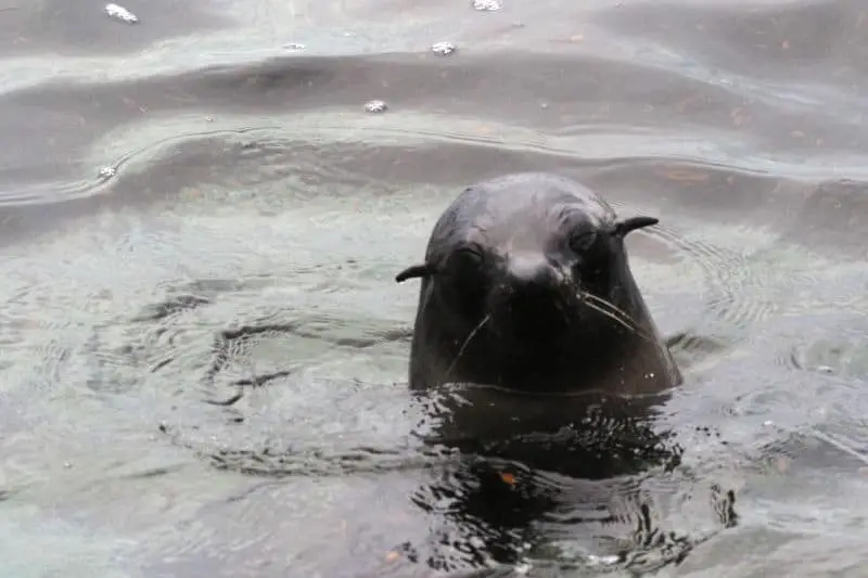 Seal at Cape Bridgewater in Victoria.