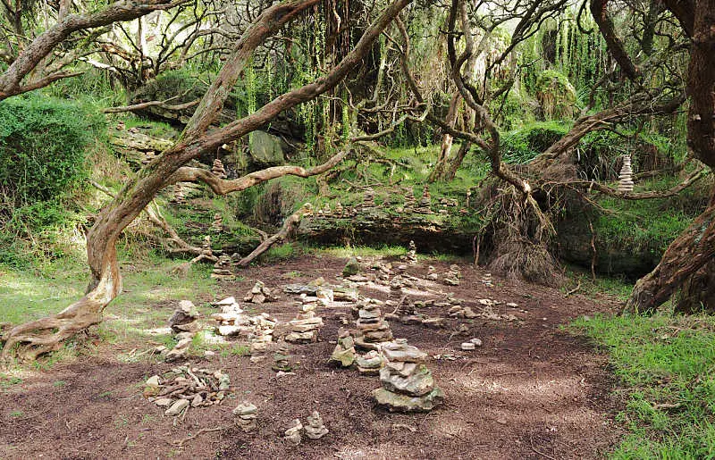 Portland Enchanted Forest at Cape Nelson Victoria.