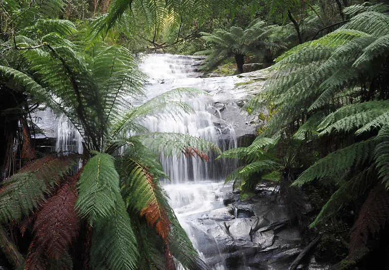 The stunning Cora-Lynn Cascades seen through the fronds of giant green ferns.