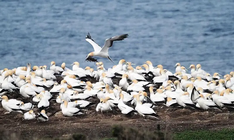 Bird coming into land with nesting material in its beak at the Portland Gannet colony.