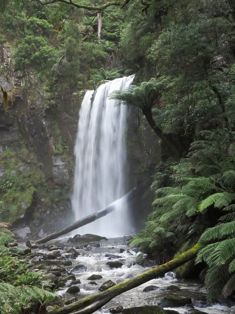 Hopetoun Falls one of the beautiful Otways waterfalls cascading over a fallen tree branch surrounded by lush greenery.