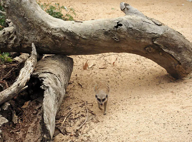 Meerkat walking under a  tree branch at Halls Gap Zoo.