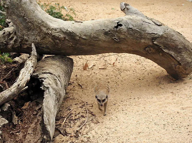 Meerkat walking under a tree branch at Halls Gap Zoo.