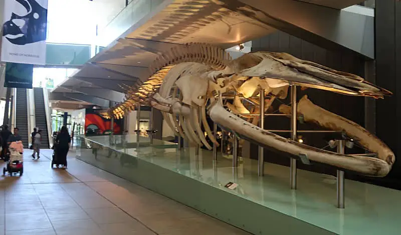 Dinosaur bones and visitors at Melbourne Museum.