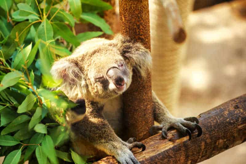 Koala amongst the trees at Melbourne Zoo one of the great places to visit in Melbourne for families.