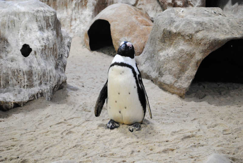 Penguin at Phillip Island penguin parade.