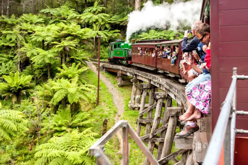 People haning out of the windows on the Puffing Billy train as it travels through green forest.