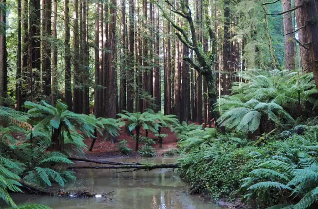 Lush giant ferns and tall trees in the Great Otway National Park one of the natural Victoria landmarks.