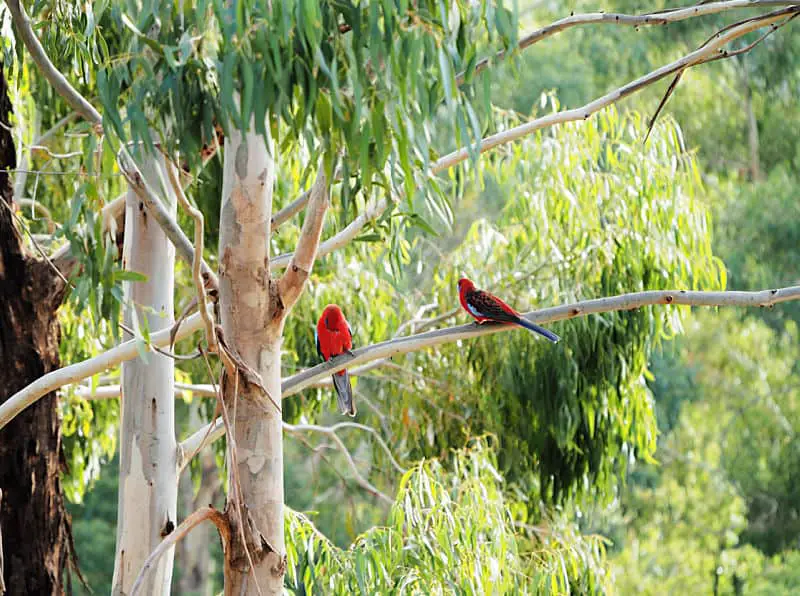 Rosellas in the trees at Halls Gap. Birding is a popular thing to do in Halls Gap.