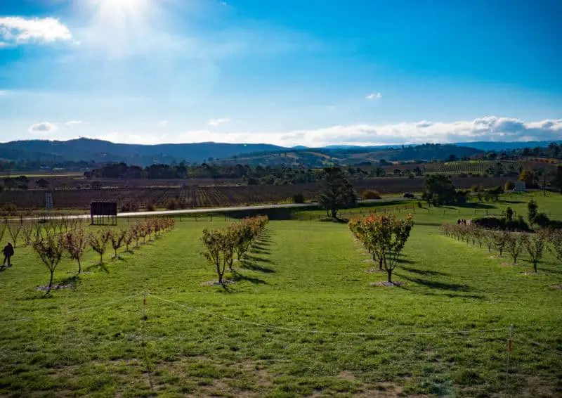 Yarra Valley wineries grape vines.