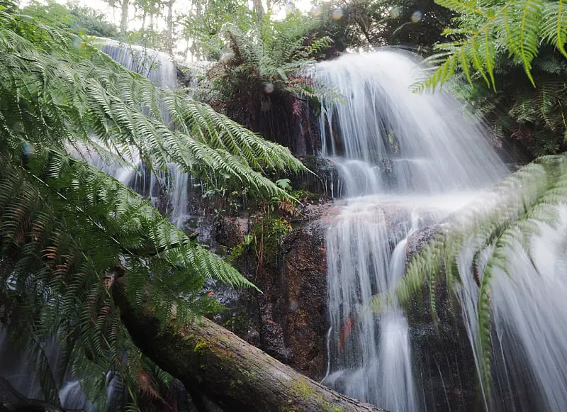 View through fern trees of Ferntree Falls one of the beautiful Grampians waterfalls.