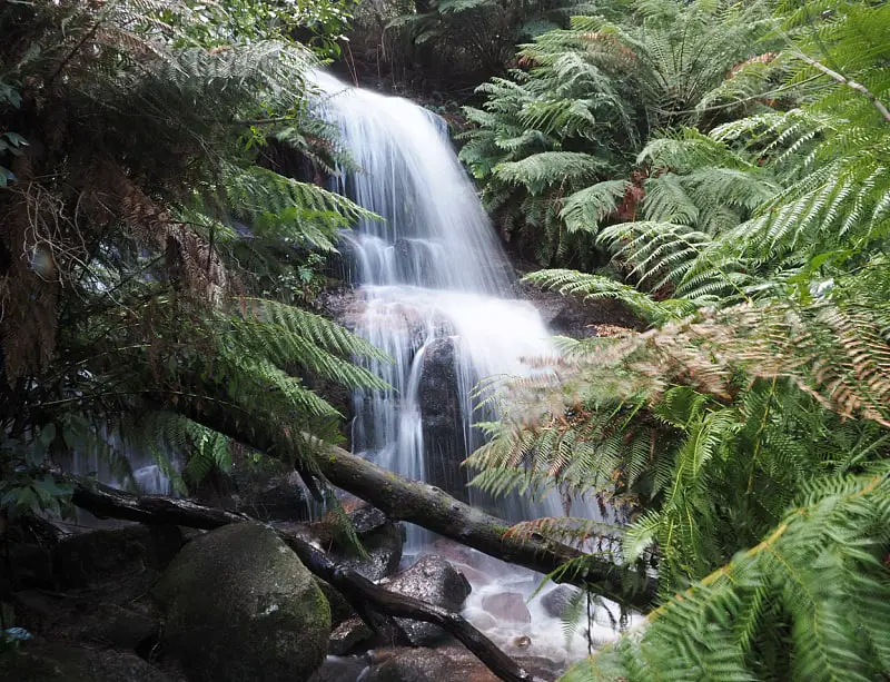 Ferntree Falls Mount Buangor a Grampians waterfall.