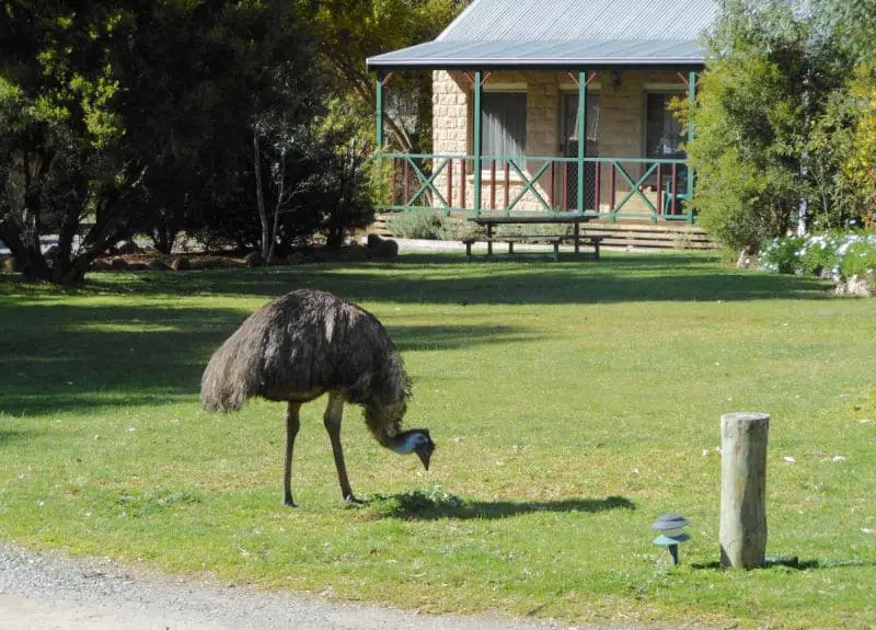 Emu grazing outside a Halls Gap cabin at Grampians View Cottages
