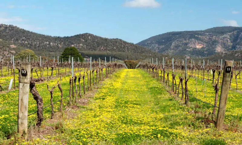 View of grapevines and mountains at Grampians wineries.