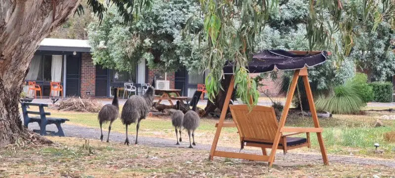 Emus walking through the grounds at Halls Haven Holiday Units