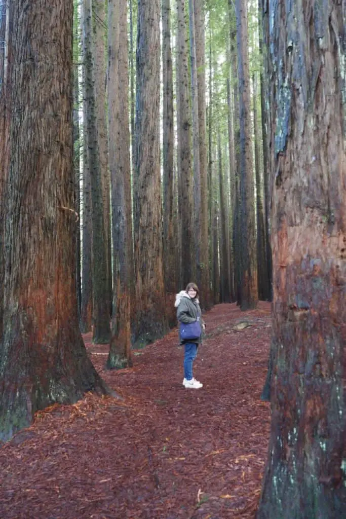 Audrey in the Otways Redwood Forest