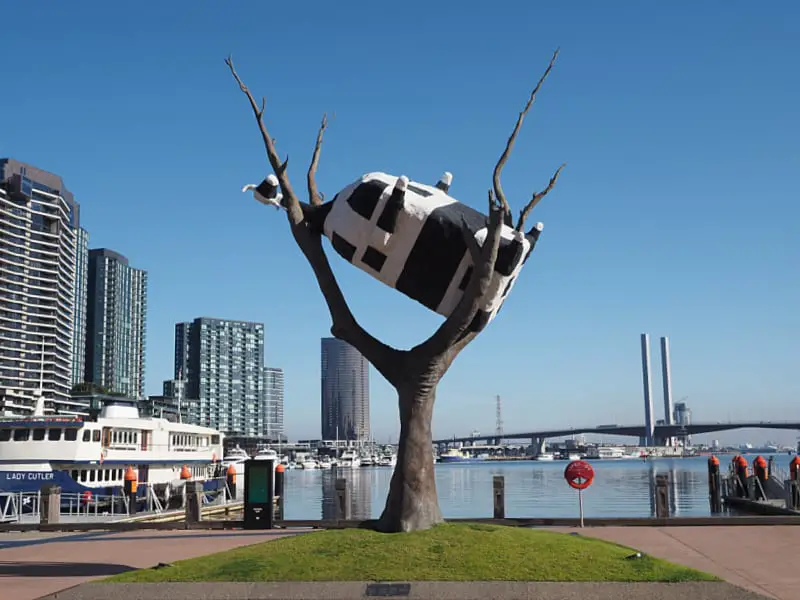 Cow up a tree sculpture at the Docklands in Victoria with blue skies, buildings and bridge in the background.