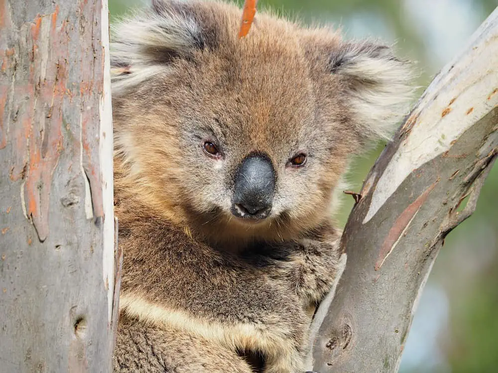 Close up view of a koala in a tree.