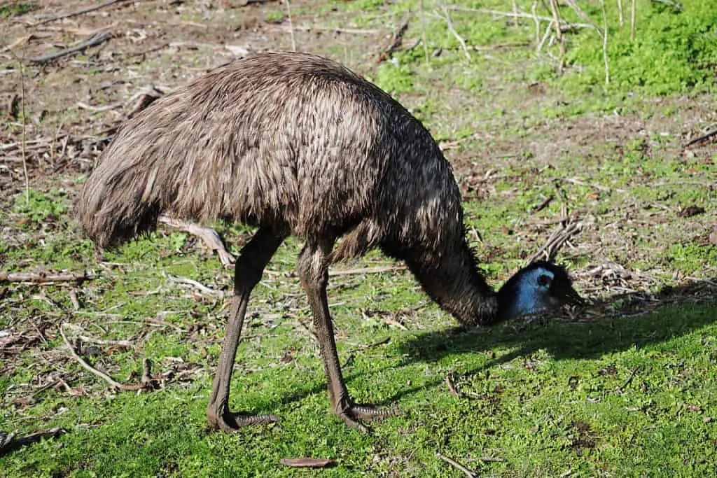 Australian emu eating seeds in the grass