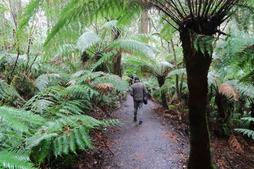 Man walking along a track at Maits Rest in the Otways surrounded by giant ferns.