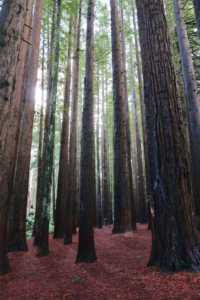 Giant trees in the Otways Redwoods Forest with a carpet of red bark.