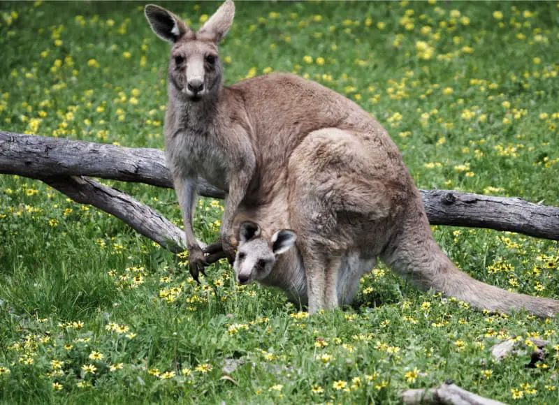 Kangaroo surrounded by daffodils with a joey peeking out of her pouch. Anglesea Golf Club is a great place to see kangaroos on the Great Ocean Road.