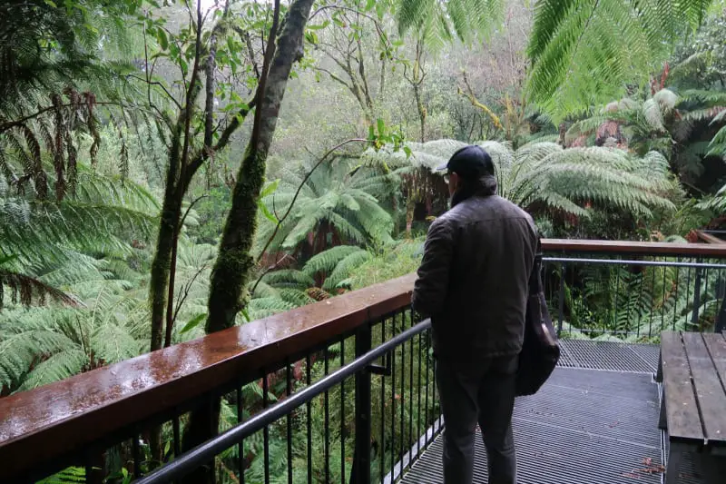 Man looking at the rainforest on the Maits Rest Rainforest Trail in the Otway National Park in Victoria Australia.