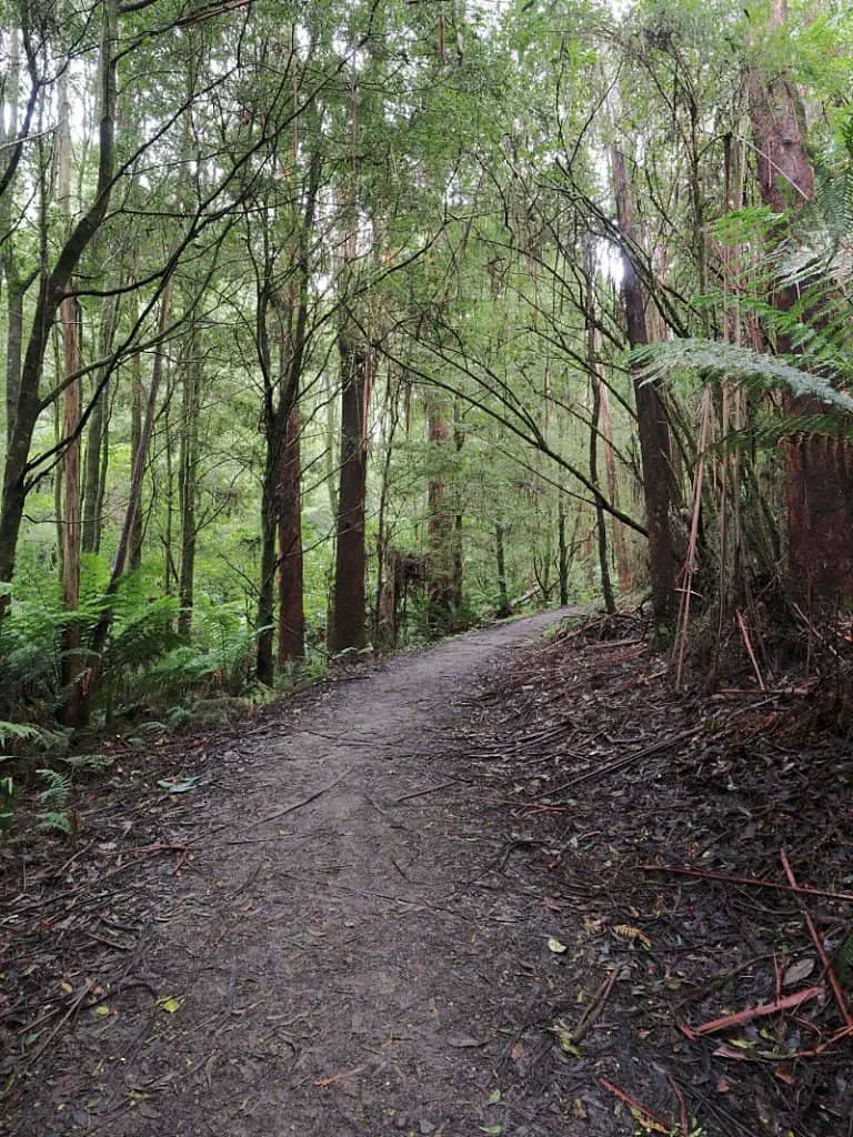 Track at Melba Gully in the Otways surrounded by trees and lush ferns.
