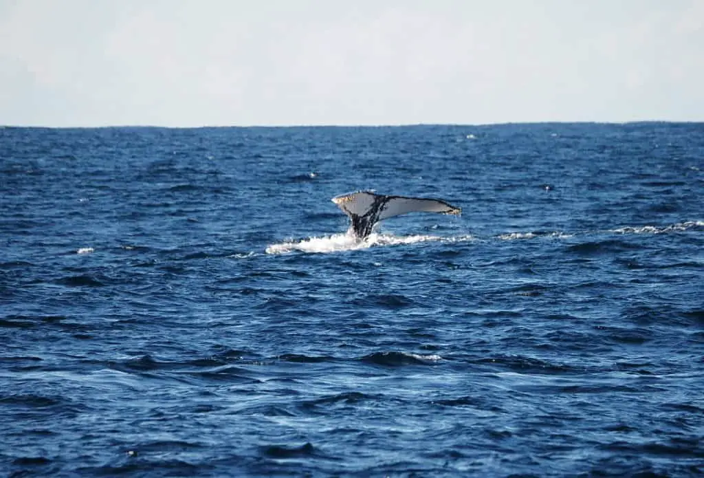 View of a diving whale's tail stinking out of the ocean .