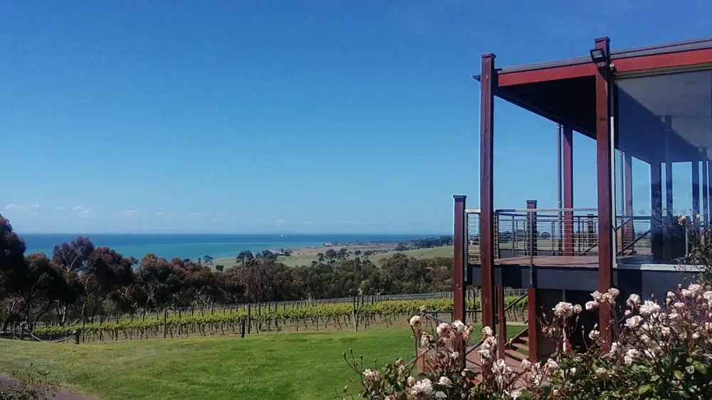 Vineyards and bay views from one of the many spectacular Bellarine Peninsula wineries in Victoria with roses in the foreground and a restaurant balcony.