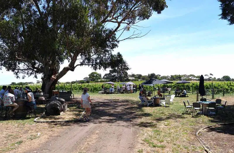 People sitting outside under umbrellas and old gum trees at Bennetts On Bellarine Winery with a woman walking along a dirt path, blue skies and a vineyard in the background.